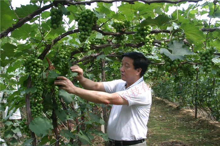 L(chng)|ʡɽ̼˷ѻ^(gun)L(chng)The chairman observed the grape growing situation in Liaoning Province Hei