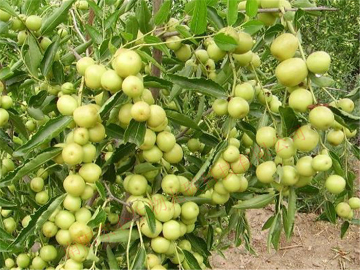 ½̼˷ʴ󗗮a(chn)Ʒ|(zh)Xinjiang gonton fertilizer, jujube high yield, good quality