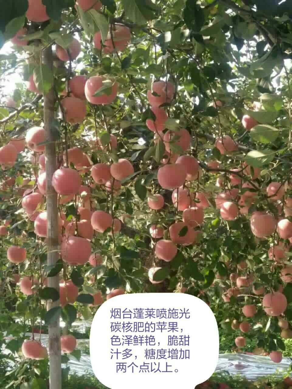 ̼O(png)Delicious gonton apple